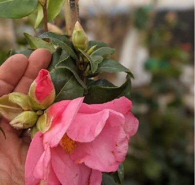 Aunt Mavis Japanese Camellia