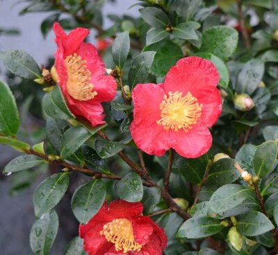 Yuletide Camellia