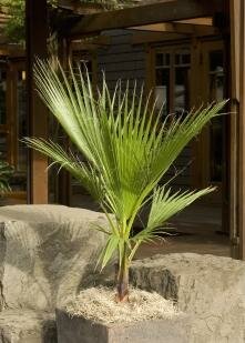 Mexican Fan Palm