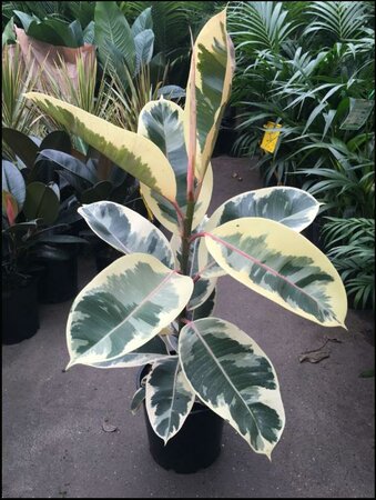 Rubber Plant Tineke