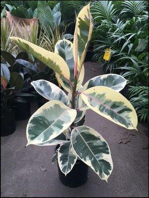 Rubber Plant Tineke