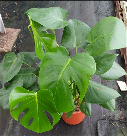 Monstera del Tauerii