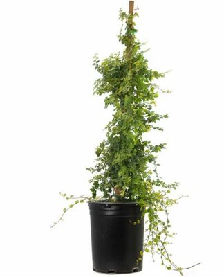 Creeping Fig Staked