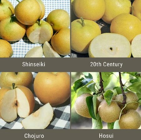 Oriental Pear Tree Combo