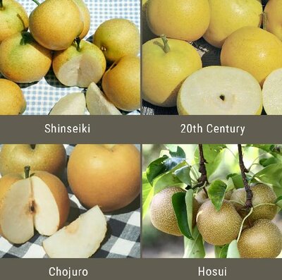 Oriental Pear Tree Combo