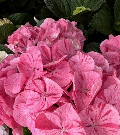 Spitfire Reblooming Mophead Hydrangea