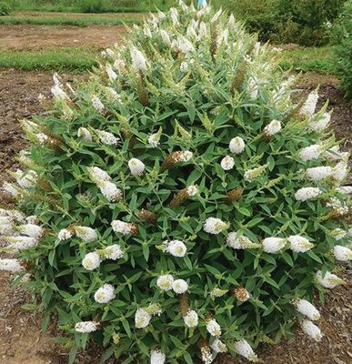 White Bouquet Butterfly Bush - image 2