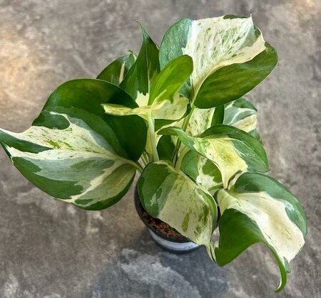 Pothos Manjula