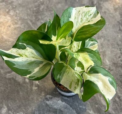 Pothos Manjula