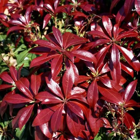 Glowing Hearts Pieris