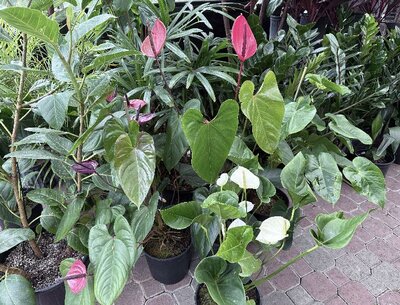 Anthurium