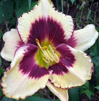 Ossabaw Island Daylily