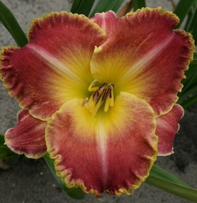 Jekyll Island Daylily