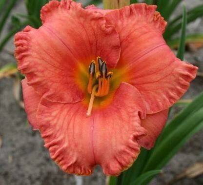 St. Simons Island Daylily