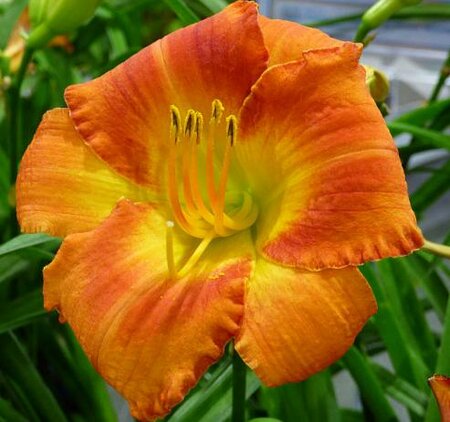 Wassaw Island Daylily