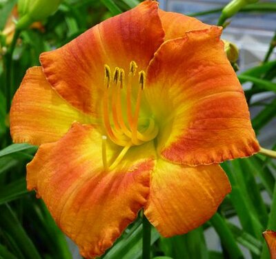 Wassaw Island Daylily