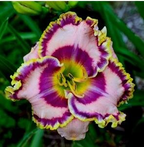 Vagas Jackpot Daylily