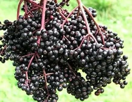 Bob Gordon Edible Elderberry