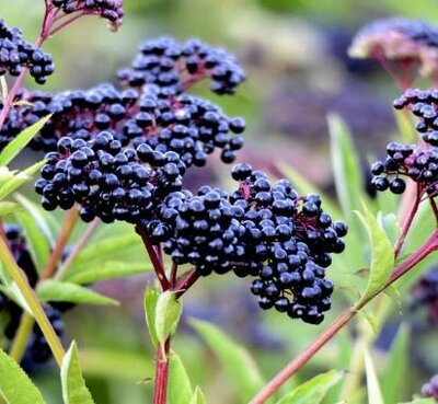 York Purple Elderberry