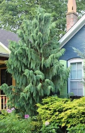 Weeping Blue Nootka Cypress