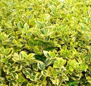 Golden Euonymous