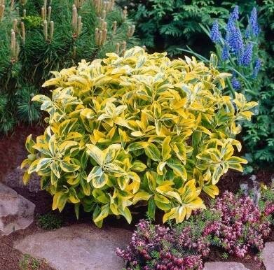 Golden Euonymous