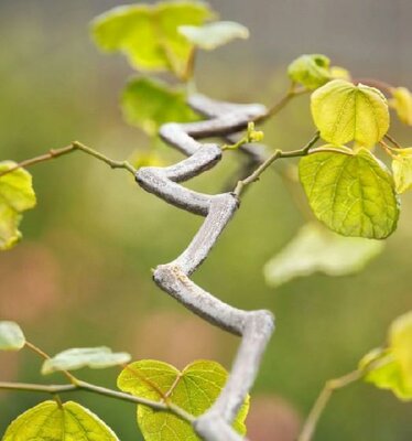 Zig Zag Redbud