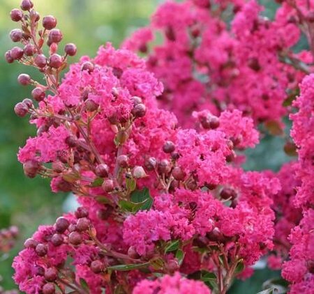 Petite Pink Crape Myrtle