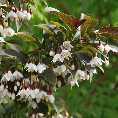 Evening Lights Japanese Snowbell