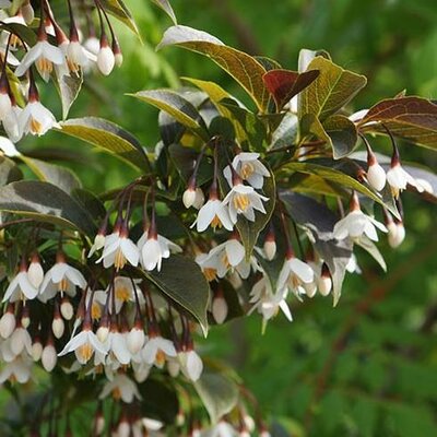 Evening Lights Japanese Snowbell