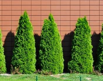Emerald Petite Cedar