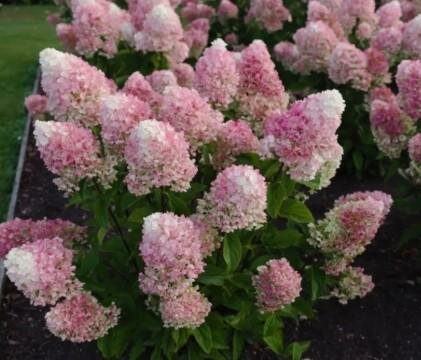 Living Little Blossom Hydrangea