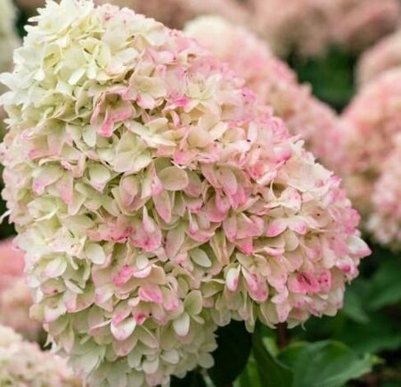 Living Little Love Hydrangea