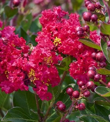 Petite Red Crape Myrtle