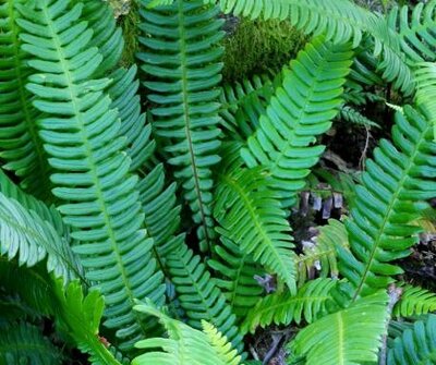 Deer Fern