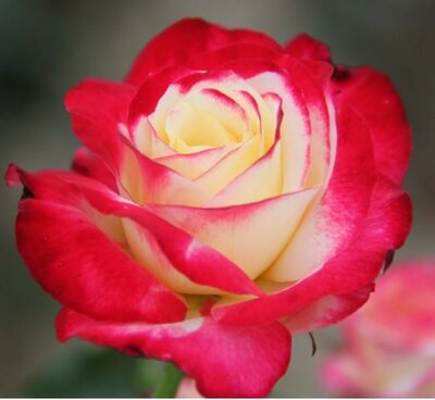 Double Delight Hybrid Tea Rose - image 2