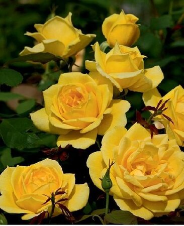 Ch-Ching Grandiflora Rose