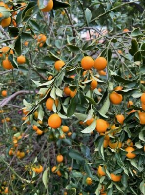 Panama Orange - Meiwa Kumquat - image 2