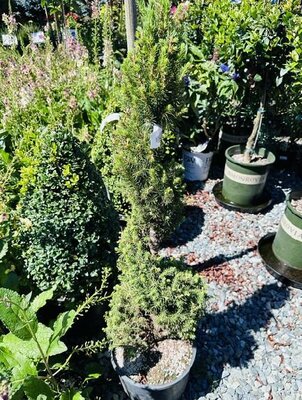 Spiral Dwarf Alberta Spruce