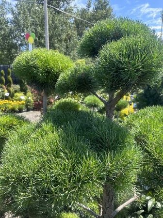 Topiary Scotch Pine