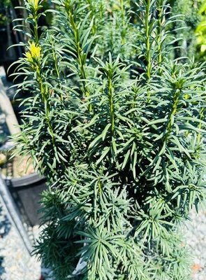 Irish Yew