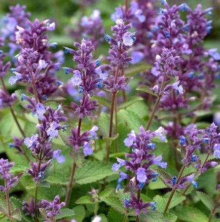 Whispurr Blue Catmint