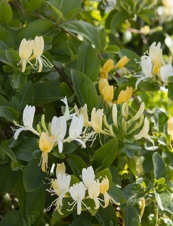 Hall's Honeysuckle