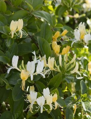 Hall's Honeysuckle