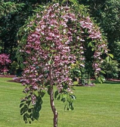 Marley's Pink Weeping Japanese Snowbell