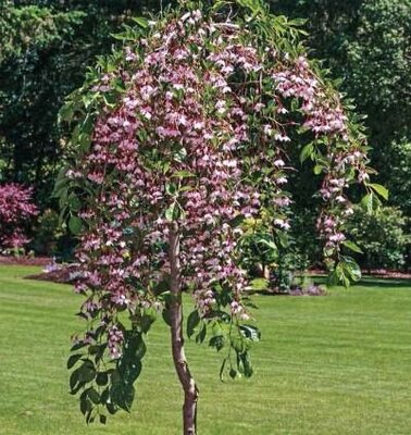Marley's Pink Weeping Japanese Snowbell