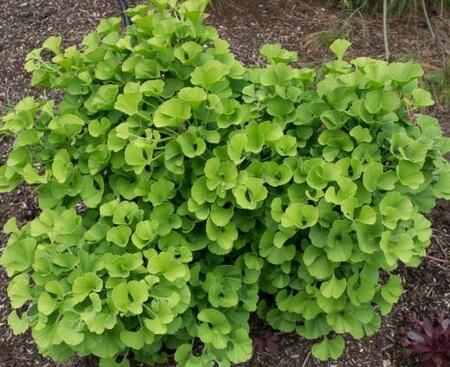 Mariken Ginkgo Tree - image 1