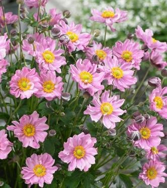 Fantasy Pocahontas Japanese Anemone