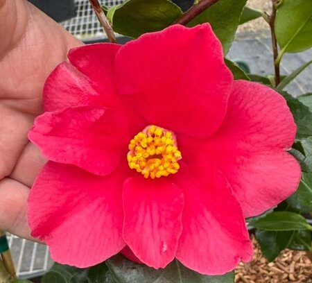 Koushi Camellia