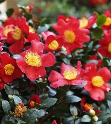 Yuletide Camellia